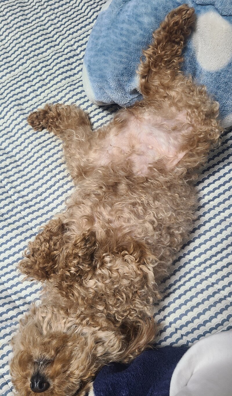 외출 후 강아지 반응