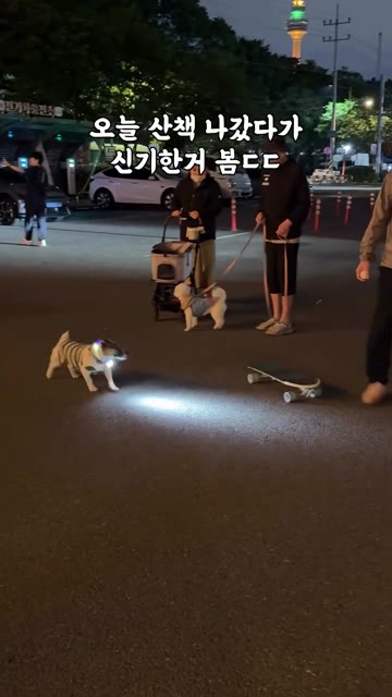 영특한 강아지
