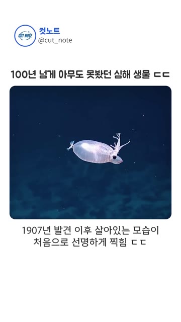 100년 넘게 아무도 못봤던 심해 생물 ㄷㄷ #돼지오징어