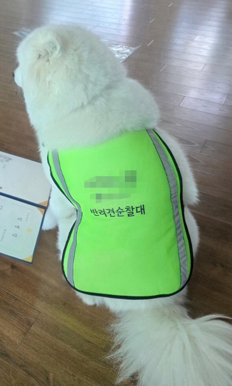 작은이모네 강쥐 근황