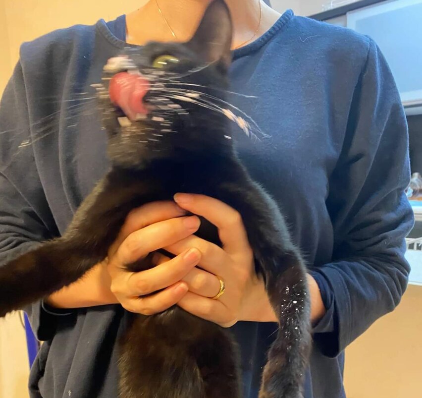 고양이 전용 케이크
