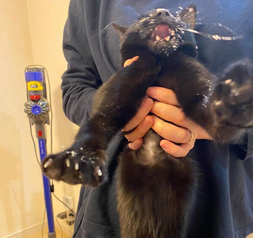 고양이 전용 케이크