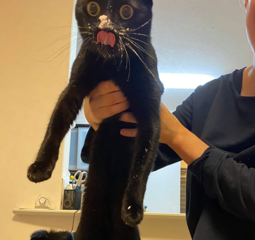 고양이 전용 케이크