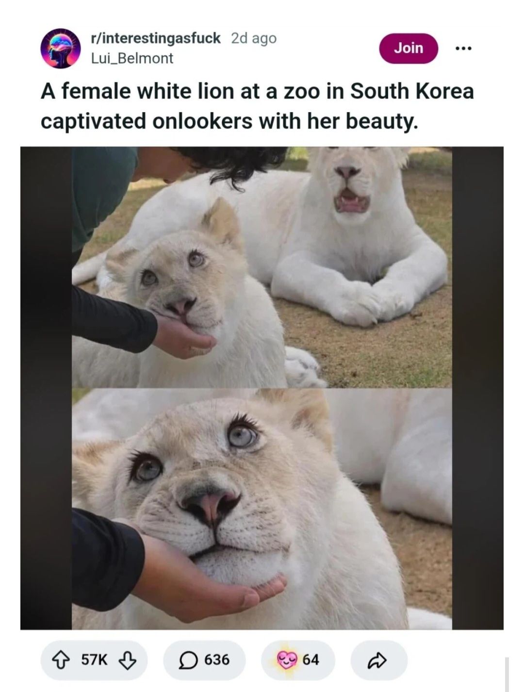 레딧에서 화제라는 K사자.jpg