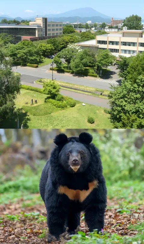 일본 대학교의 전면 휴강 사유