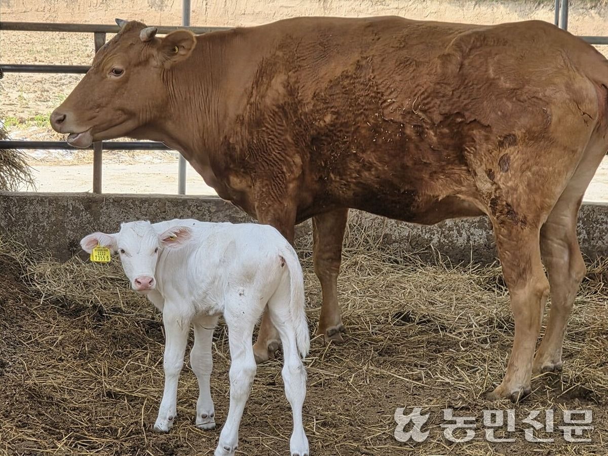 영암 한우농가에서 태어났다는 흰 송아지.jpg