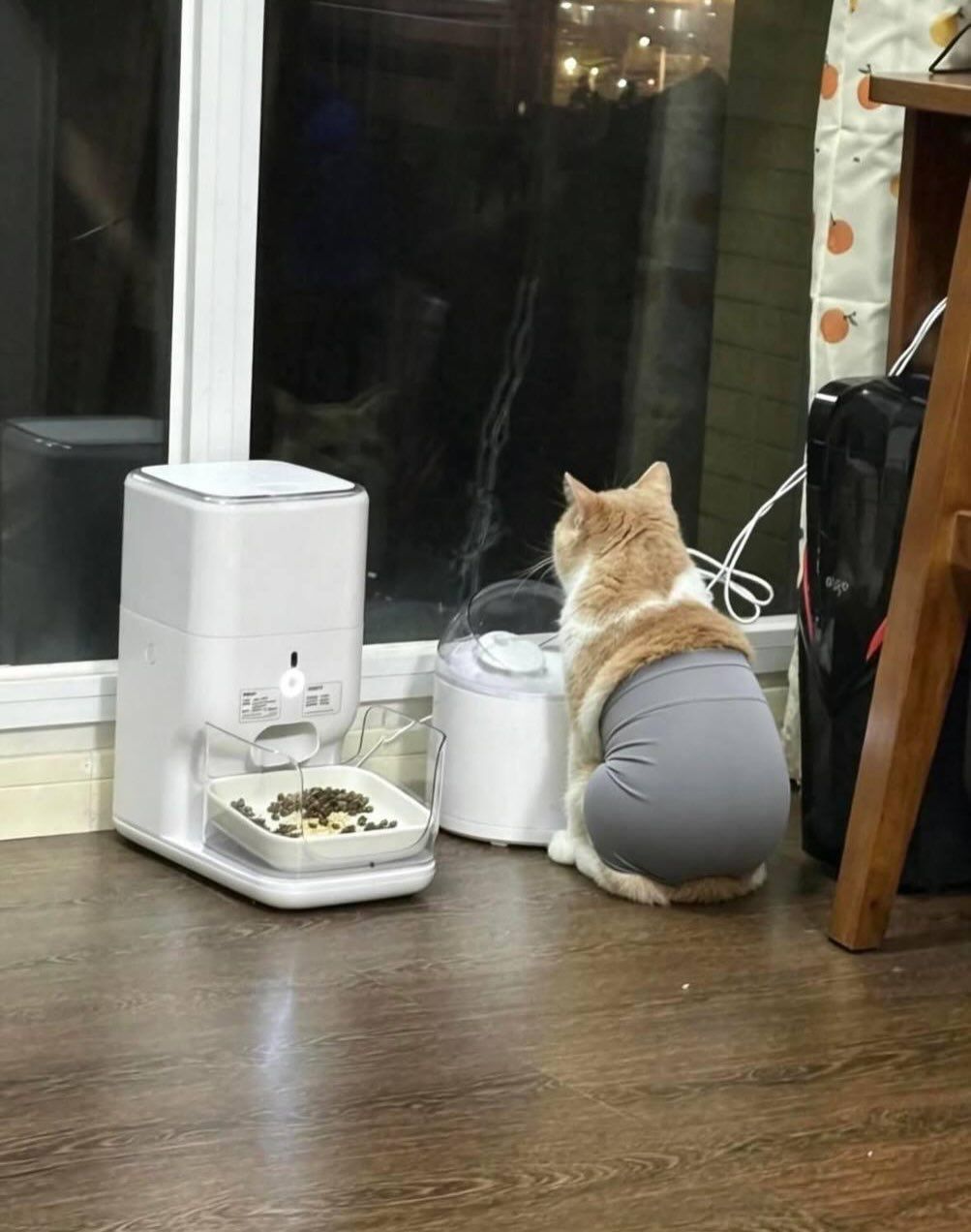 고양이 레깅스핏
