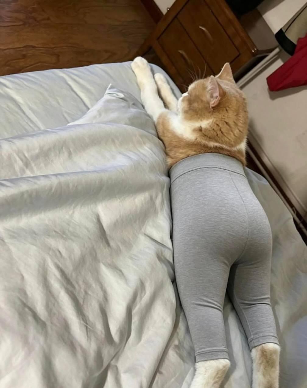 고양이 레깅스핏