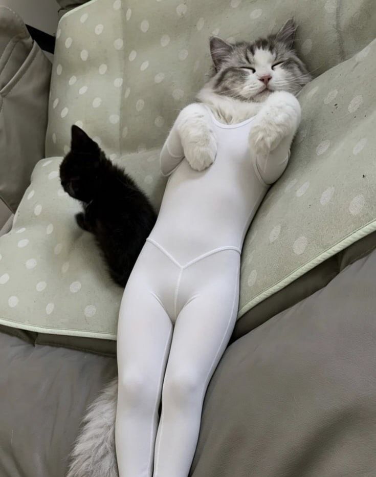 고양이 레깅스핏