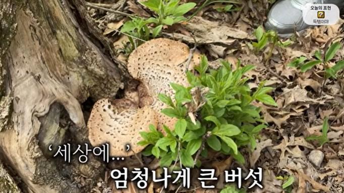 올리버샘네 진도개들 근황 jpg