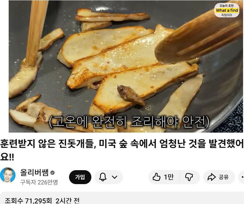 올리버샘네 진도개들 근황 jpg
