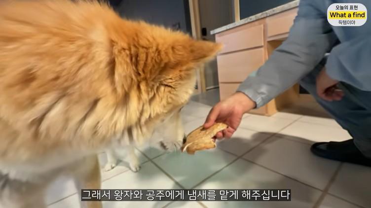 올리버샘네 진도개들 근황 jpg