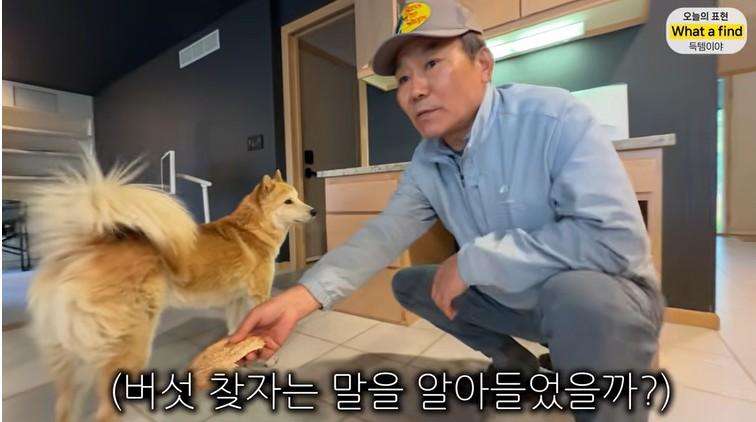 올리버샘네 진도개들 근황 jpg