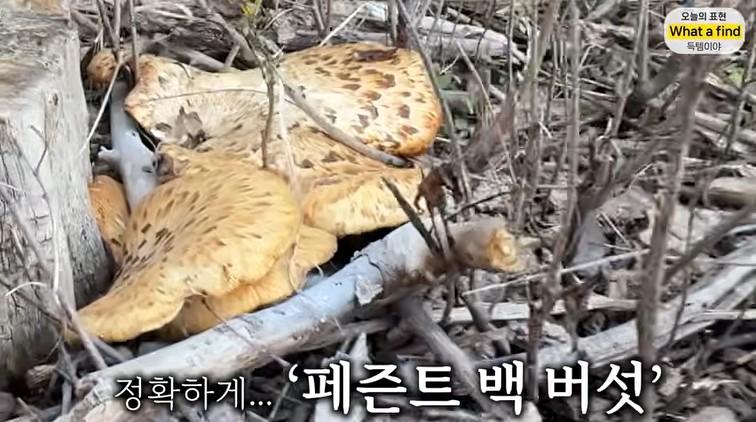 올리버샘네 진도개들 근황 jpg