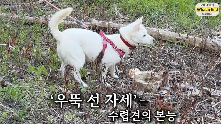올리버샘네 진도개들 근황 jpg