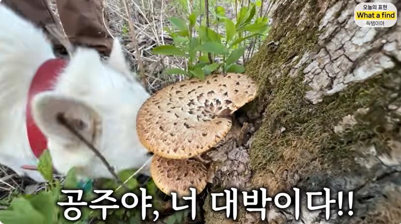 올리버샘네 진도개들 근황 jpg