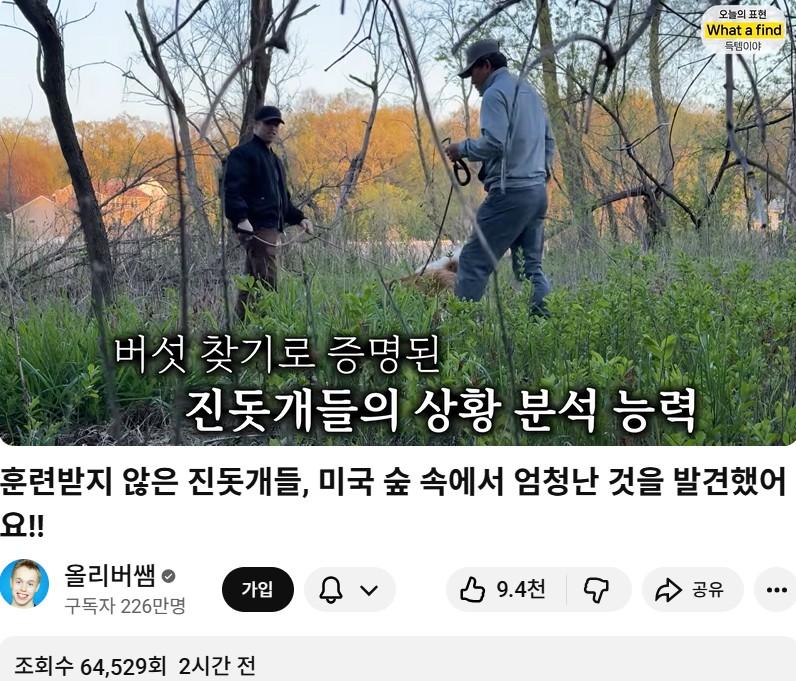 올리버샘네 진도개들 근황 jpg