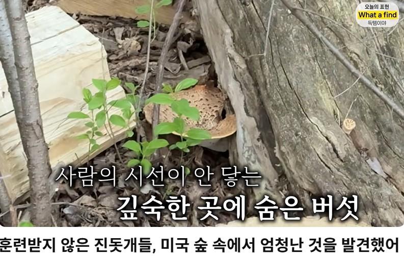 올리버샘네 진도개들 근황 jpg