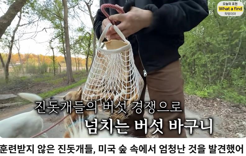 올리버샘네 진도개들 근황 jpg
