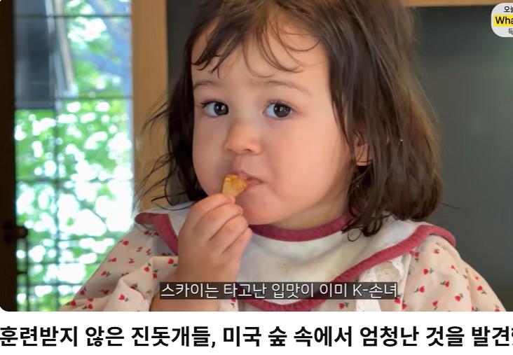 올리버샘네 진도개들 근황 jpg