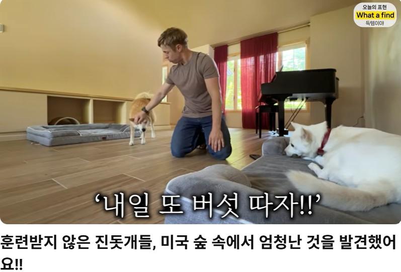 올리버샘네 진도개들 근황 jpg