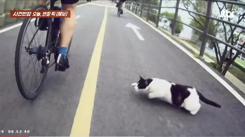 '길고양이 보살피려다 사람 잡을 뻔'…한강공원 자전거 도로 옆 '고양이집'