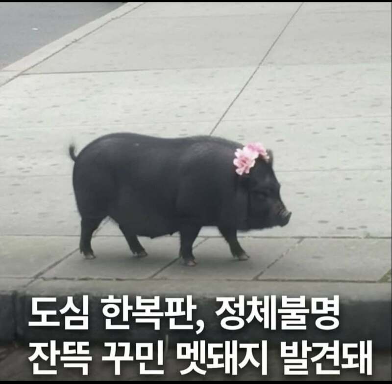 간만에 멋 부렸늗데 사람들이 자꾸 쳐다봄