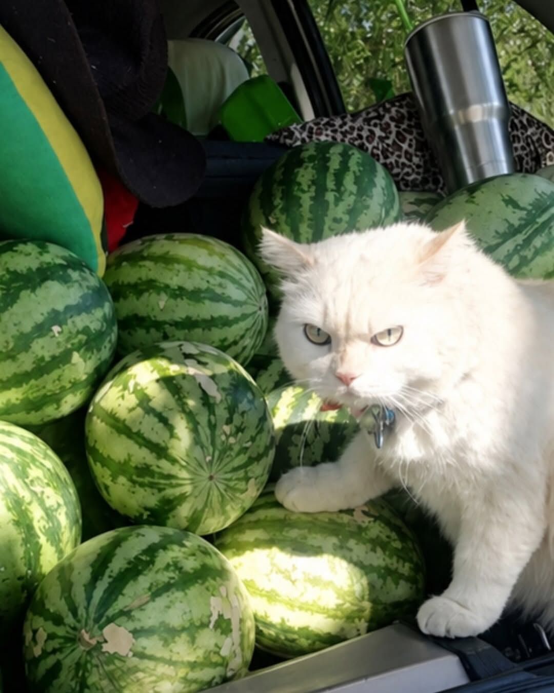 수박농장 경비원이 된 고양이