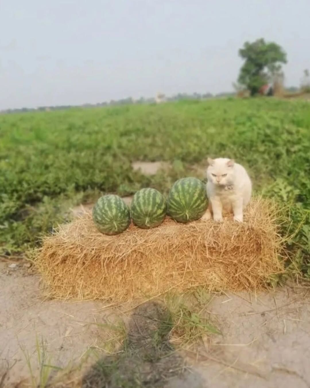 수박농장 경비원이 된 고양이