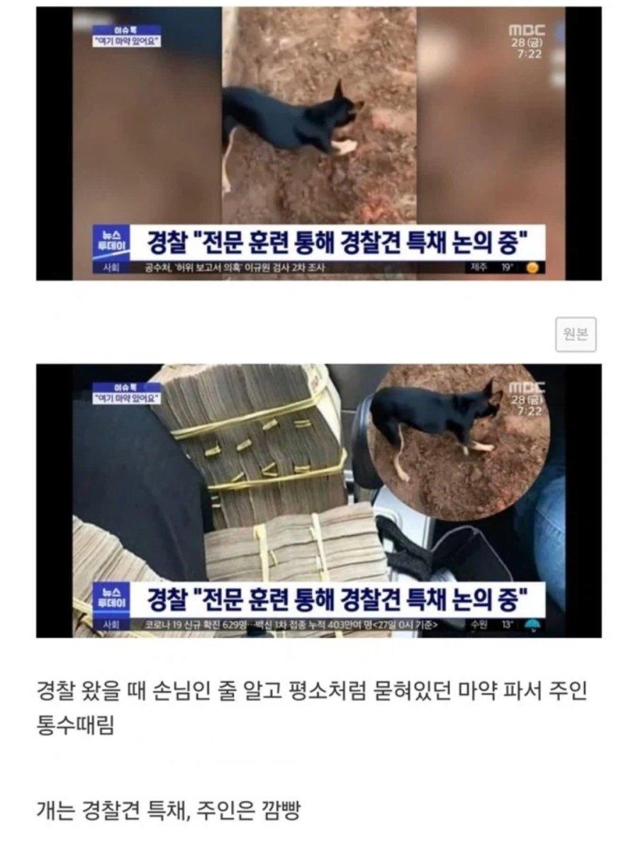 주인 통수 치고 경찰견으로 특채된 댕댕이