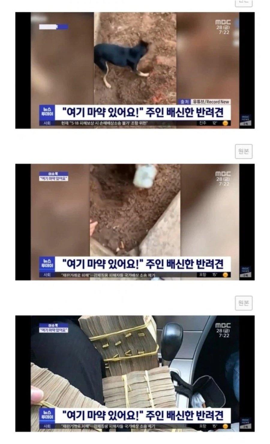주인 통수 치고 경찰견으로 특채된 댕댕이