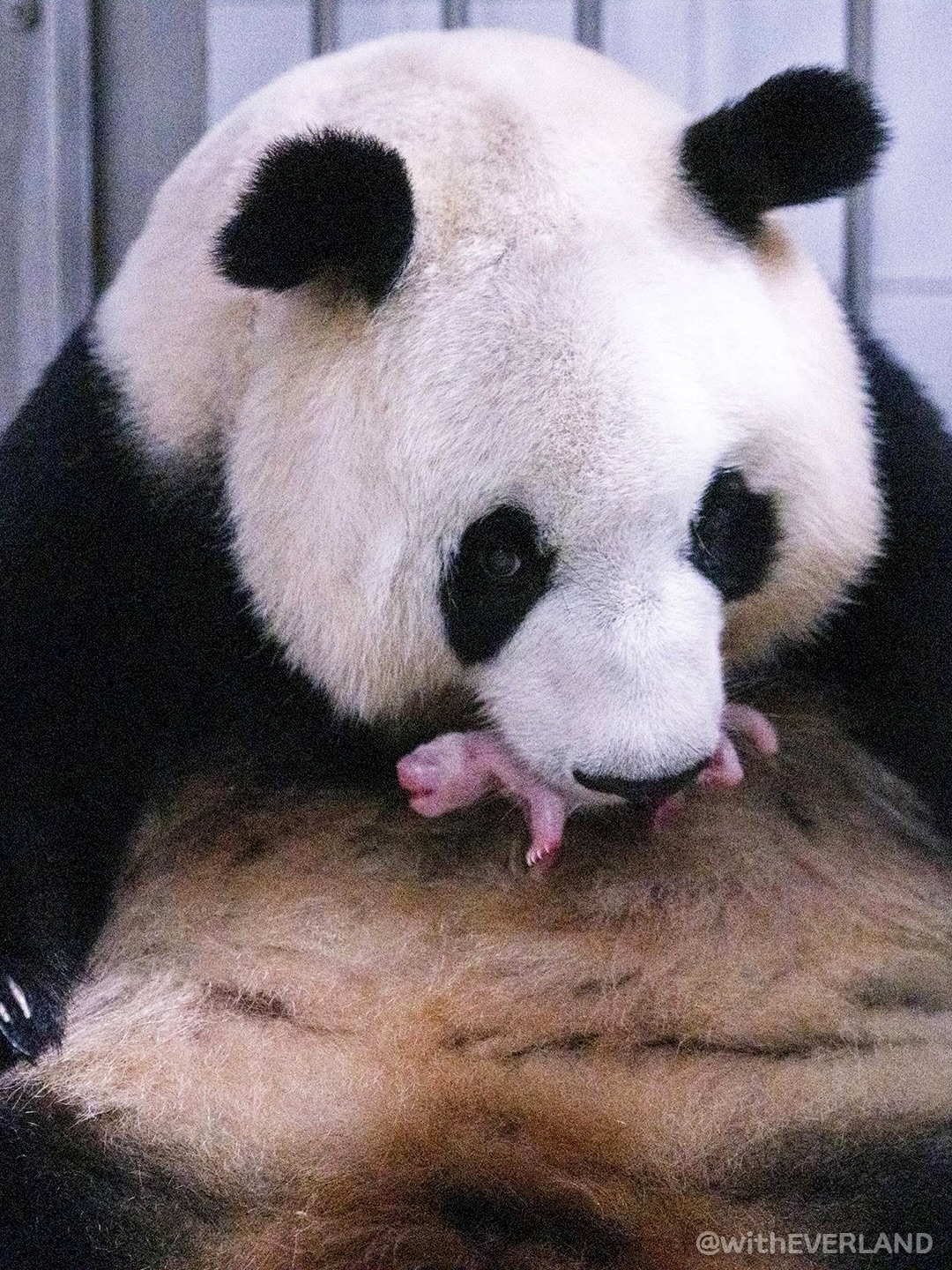 에버랜드 아기판다 탄생! 그 경이로운 현장을 공개합니다❤️🐼