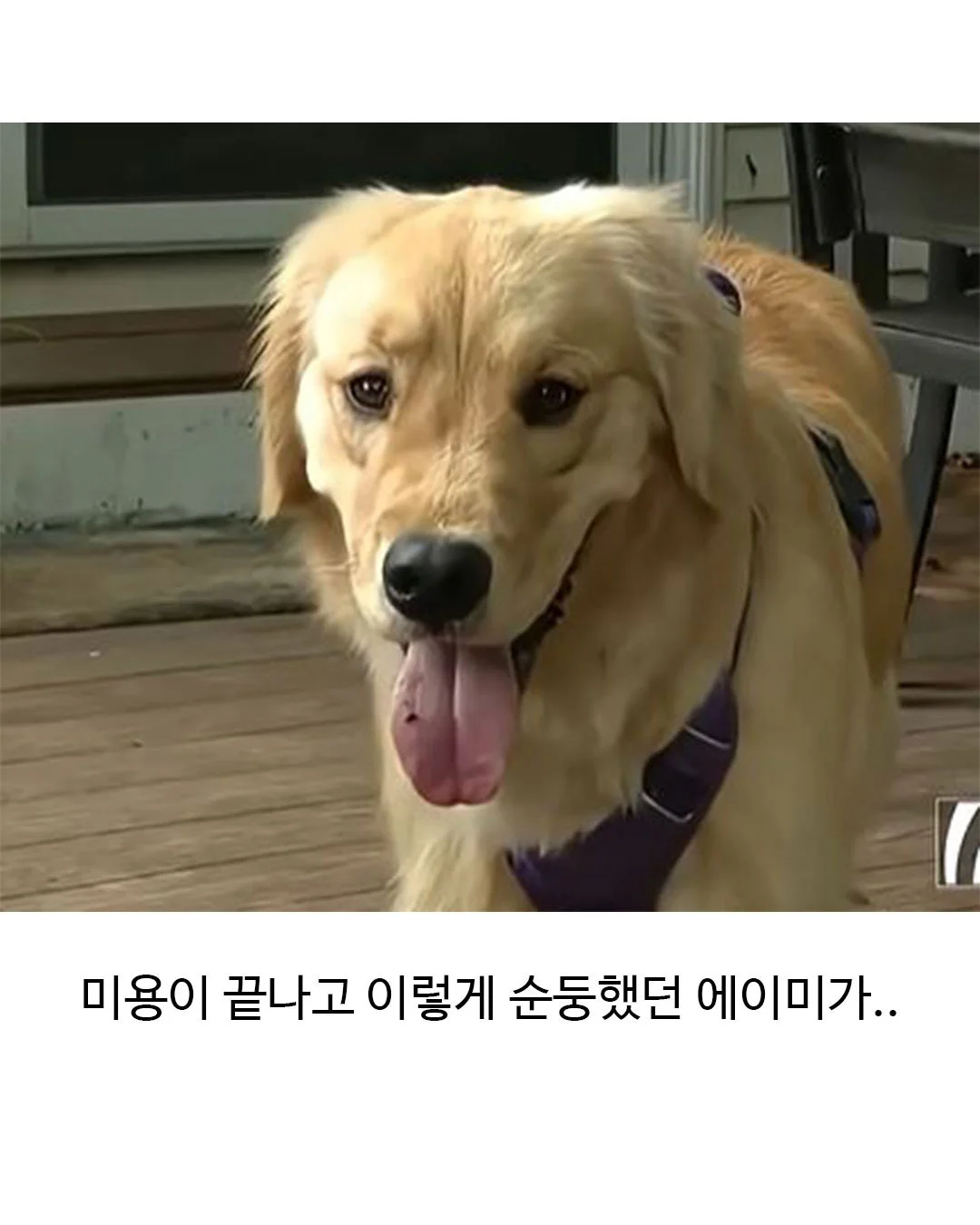 미용실 다녀온 후 표독해진 골든리트리버