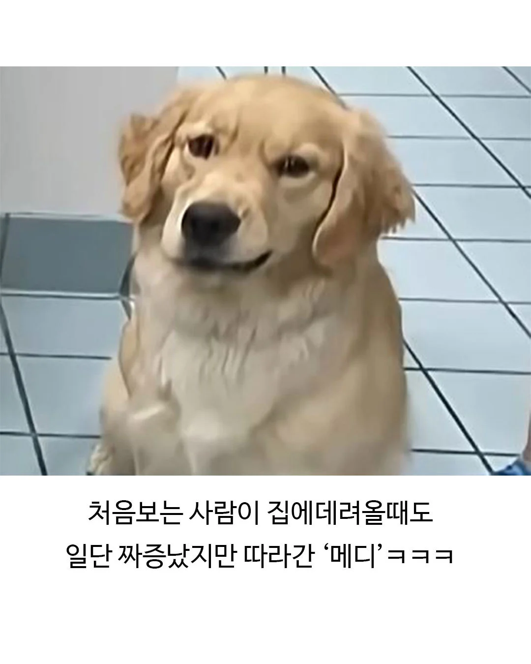 미용실 다녀온 후 표독해진 골든리트리버