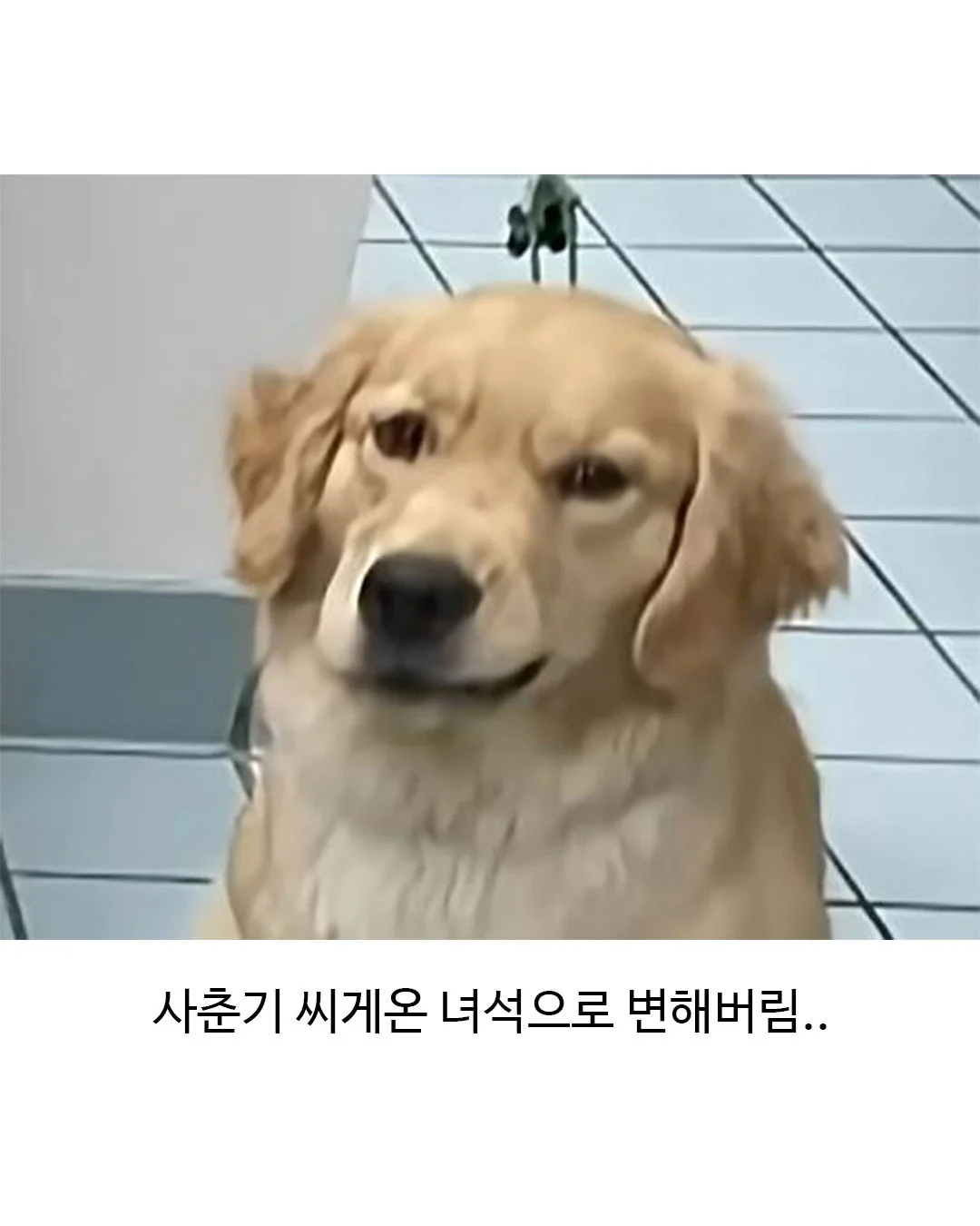 미용실 다녀온 후 표독해진 골든리트리버