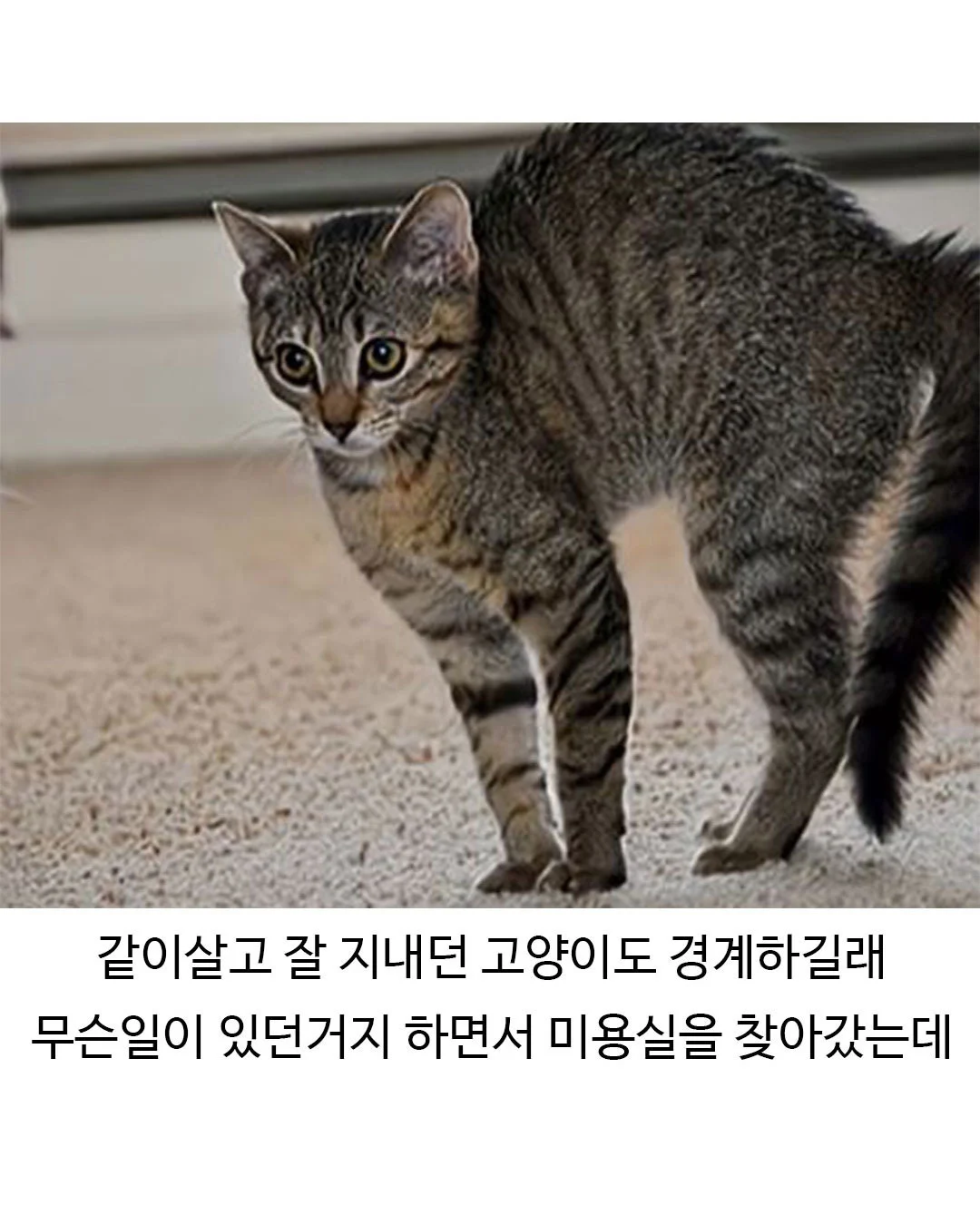 미용실 다녀온 후 표독해진 골든리트리버
