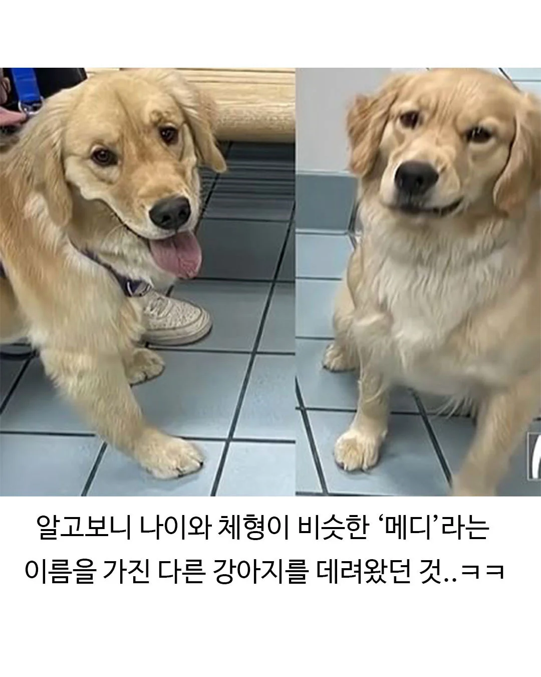 미용실 다녀온 후 표독해진 골든리트리버