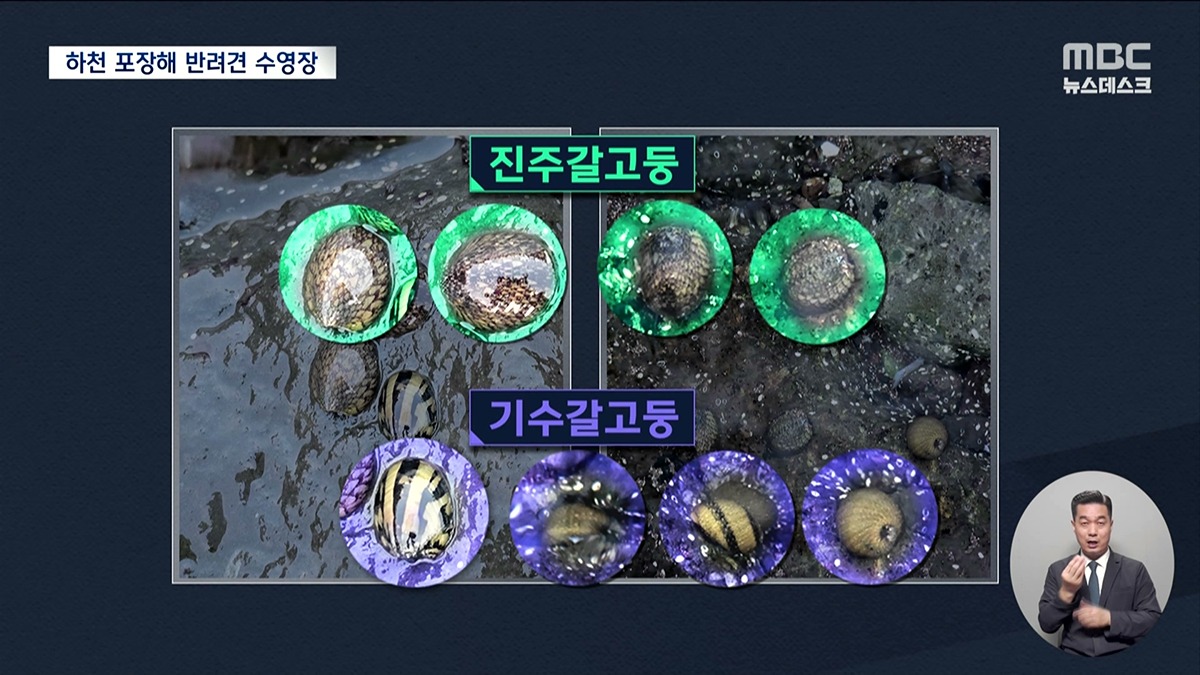 강아지 수영장 위해 하천 바다에 시멘트 포장