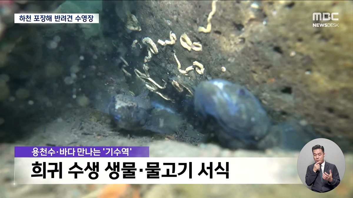강아지 수영장 위해 하천 바다에 시멘트 포장