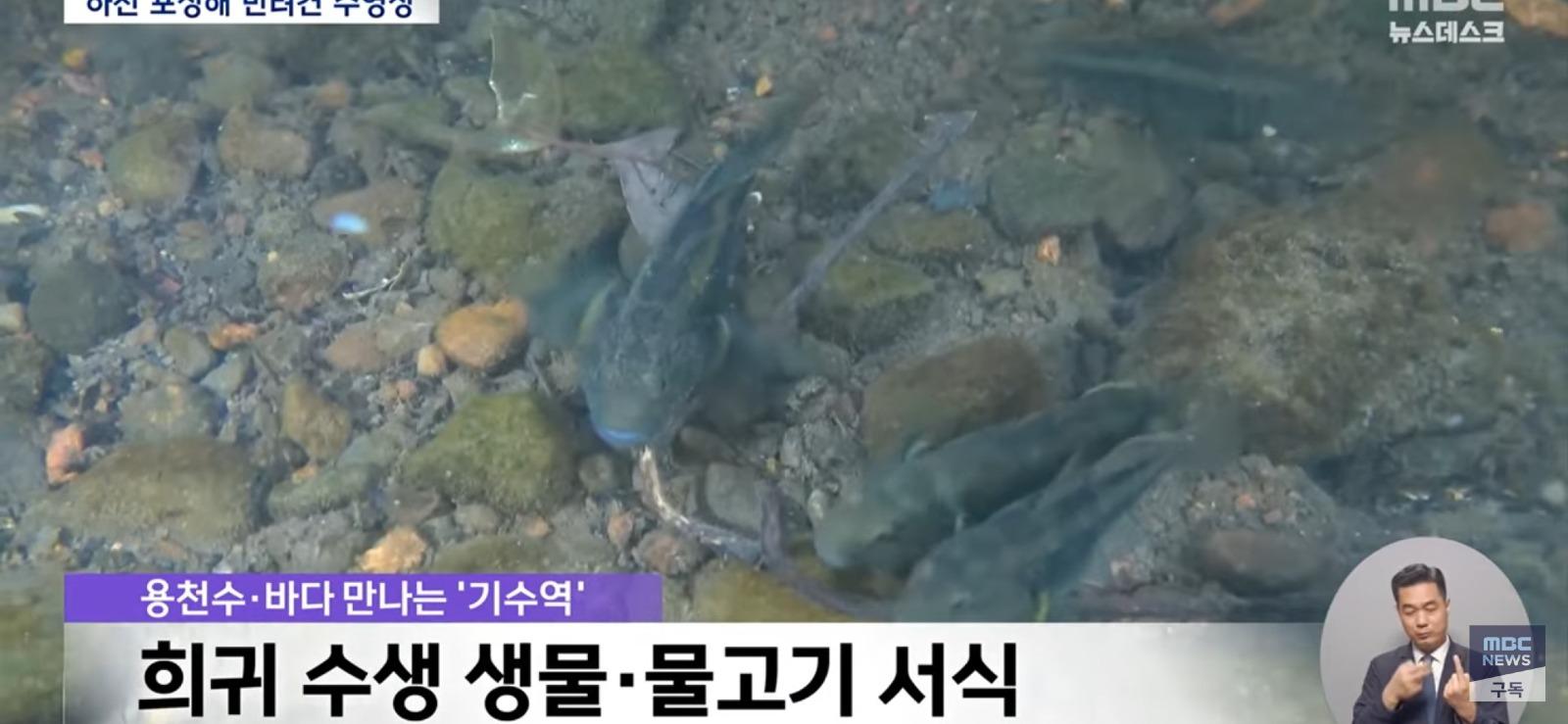 개 수영장 지으려고...콘크리트로 하천을 채워 ㅎㄷㄷ