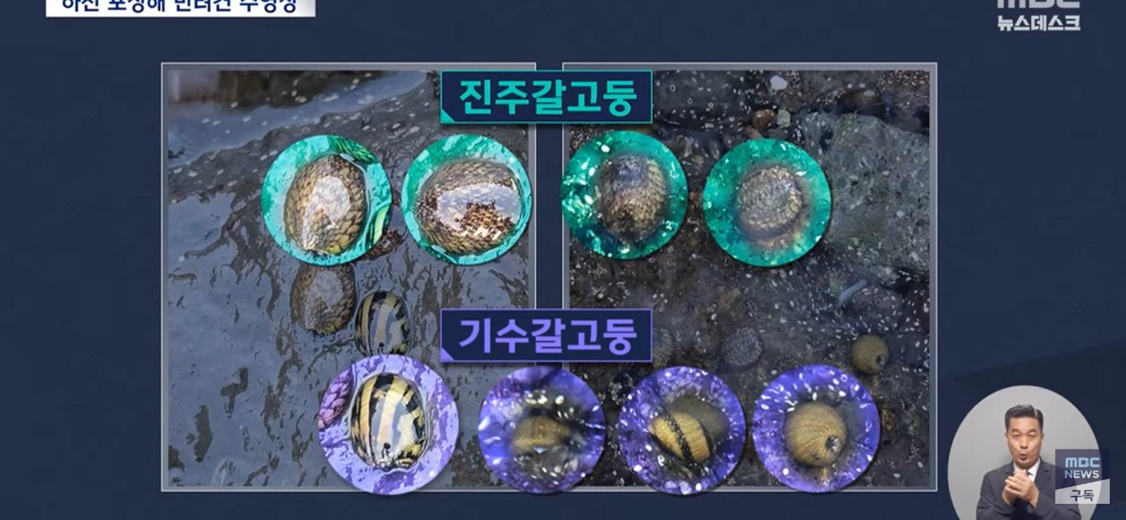 개 수영장 지으려고...콘크리트로 하천을 채워 ㅎㄷㄷ
