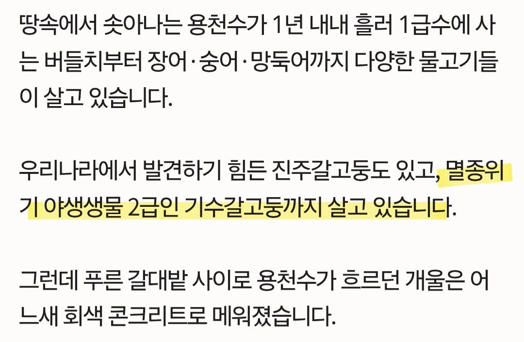 개 수영장 지으려고...콘크리트로 하천을 채워 ㅎㄷㄷ