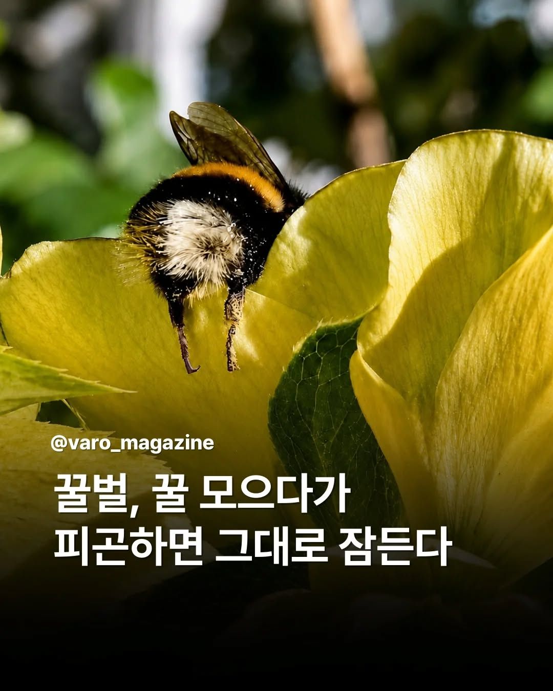 꿀 모으다가 피곤하면 그대로 자버리는 꿀벌