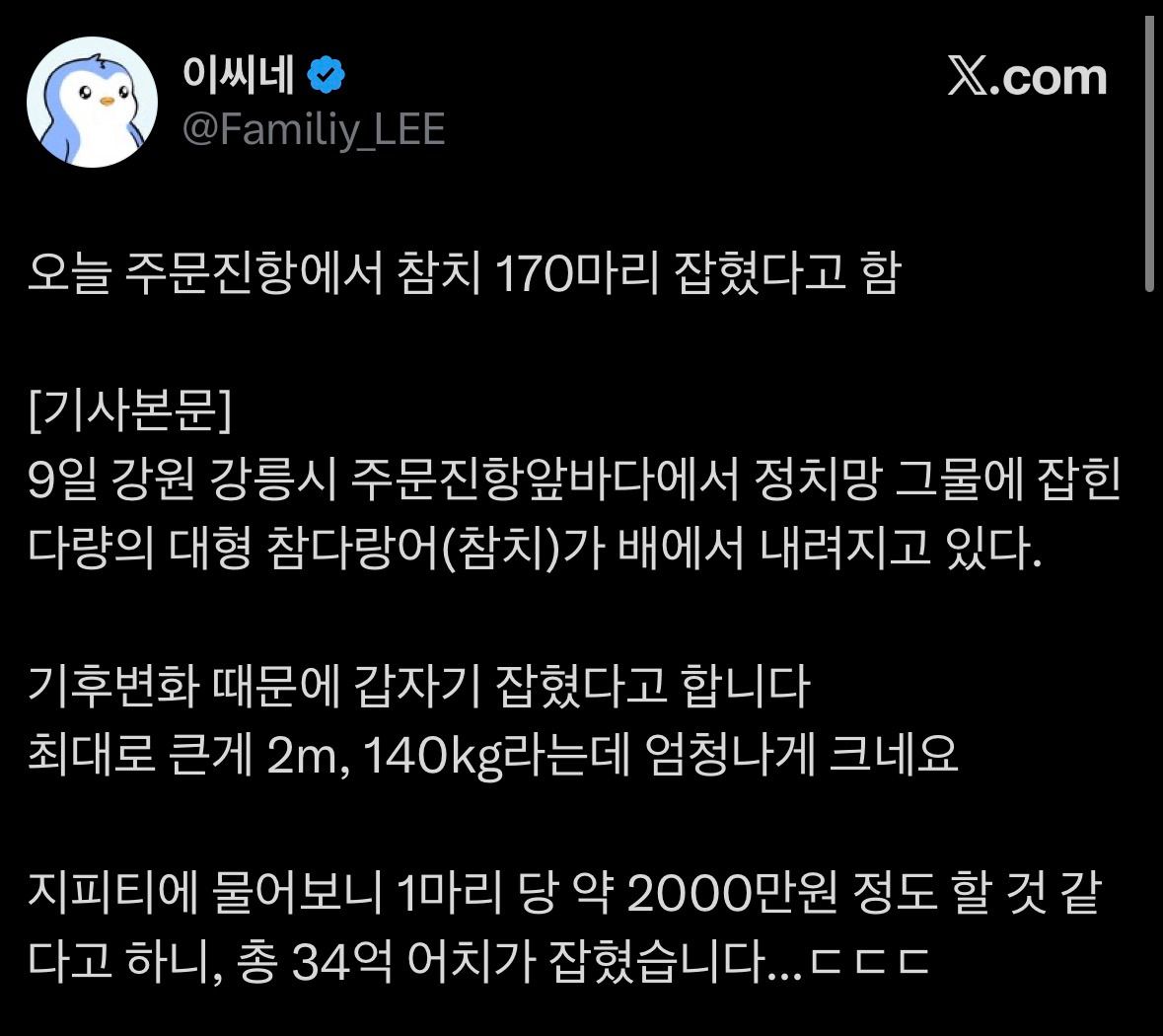 주문진항에서 잡힌 참치 170마리.jpg