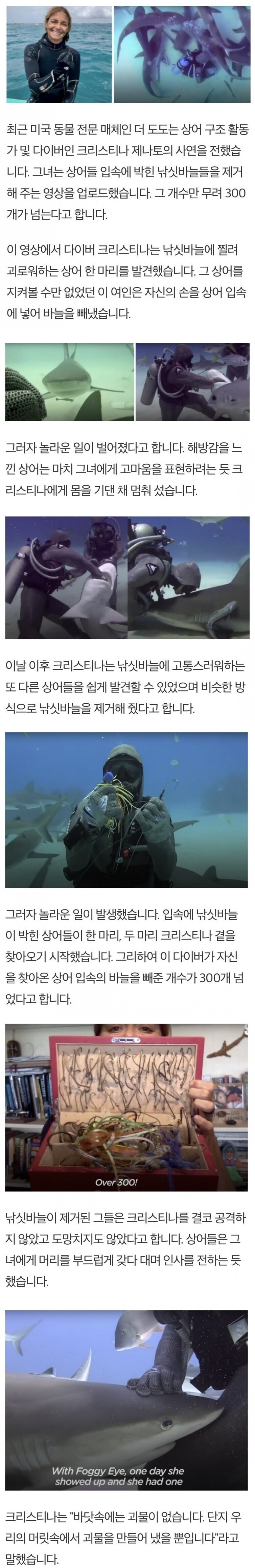 상어 입안의 낚싯바늘을 빼주는 다이버 누나