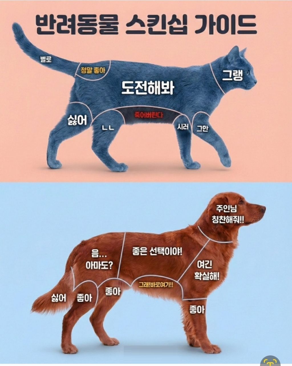 반려동물 스킨쉽 가이드.