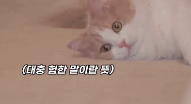 유희왕) 퐁당퐁당 돌을 던지자~