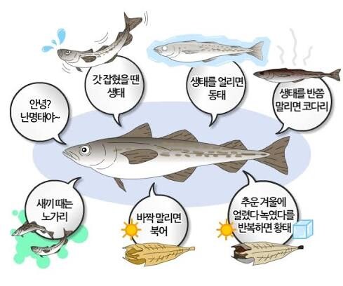 한국 명태가 씨가 마른 이유 중 하나