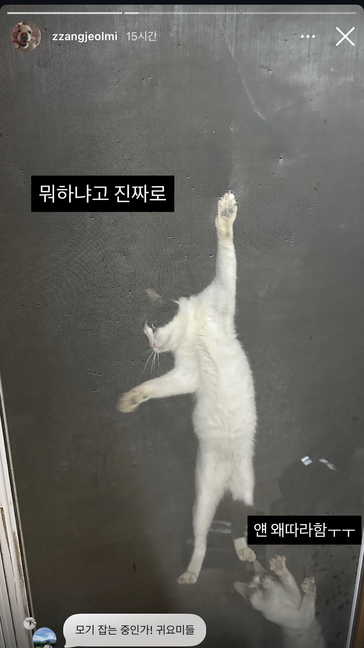 또 시작된 절미언니네 방충망 상황...jpg