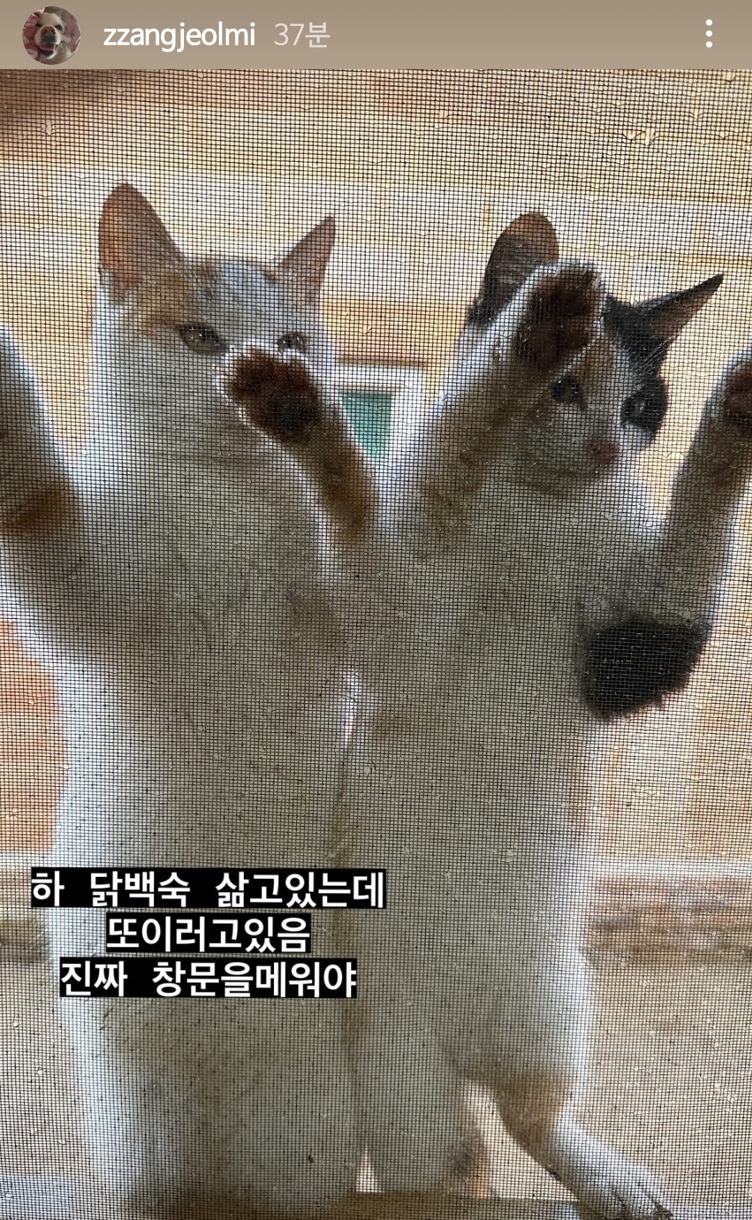 또 시작된 절미언니네 방충망 상황...jpg
